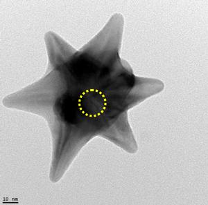 Image: Magnetically responsive gold nanostars (Photo courtesy of Purdue University Oncological Sciences Center).